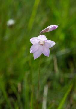 Image of Gladiolus parvulus Schltr.