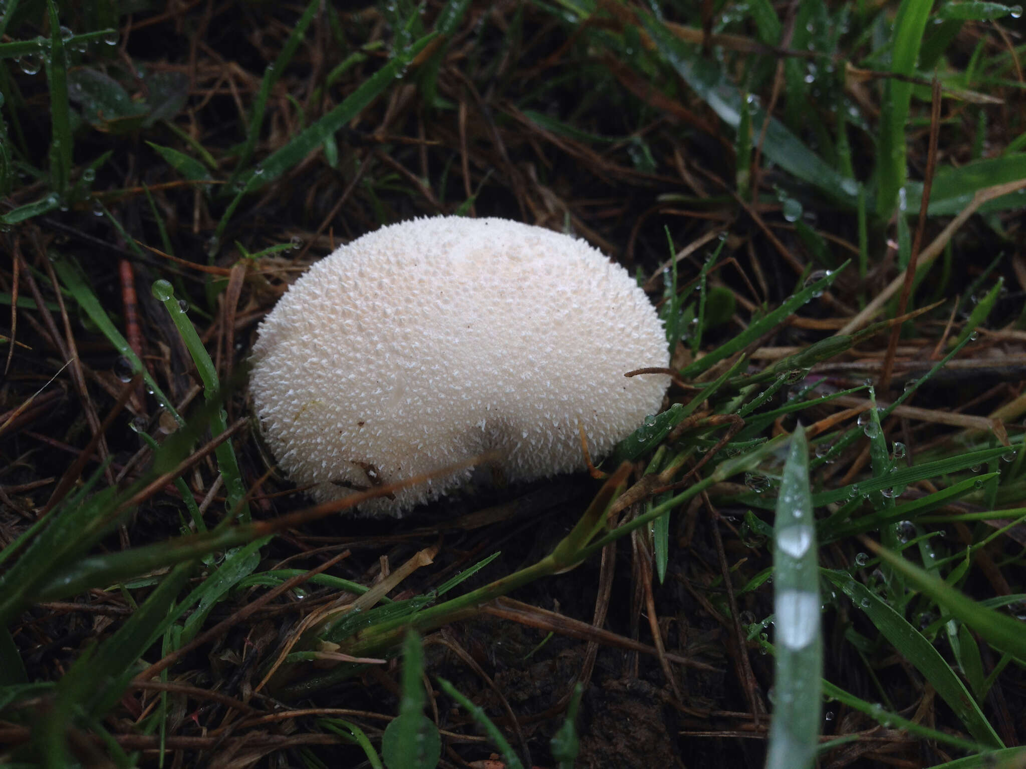 Image of Lycoperdon pratense Pers. 1794