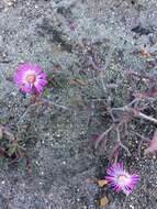 Image of Lampranthus spiniformis (Haw.) N. E. Br.