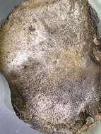 Image of Tricholoma pullum Ovrebo 1989