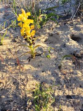 Image of Corycium crispum (Thunb.) Sw.