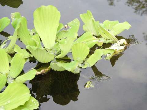 Image of pistia