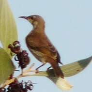 صورة Ramsayornis Mathews 1912