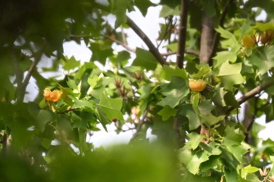 Sivun Liriodendron × sinoamericanum kuva