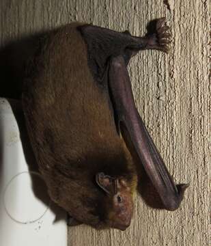 Image of African Yellow Bat