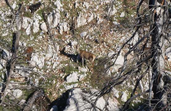 Image of Red Deer