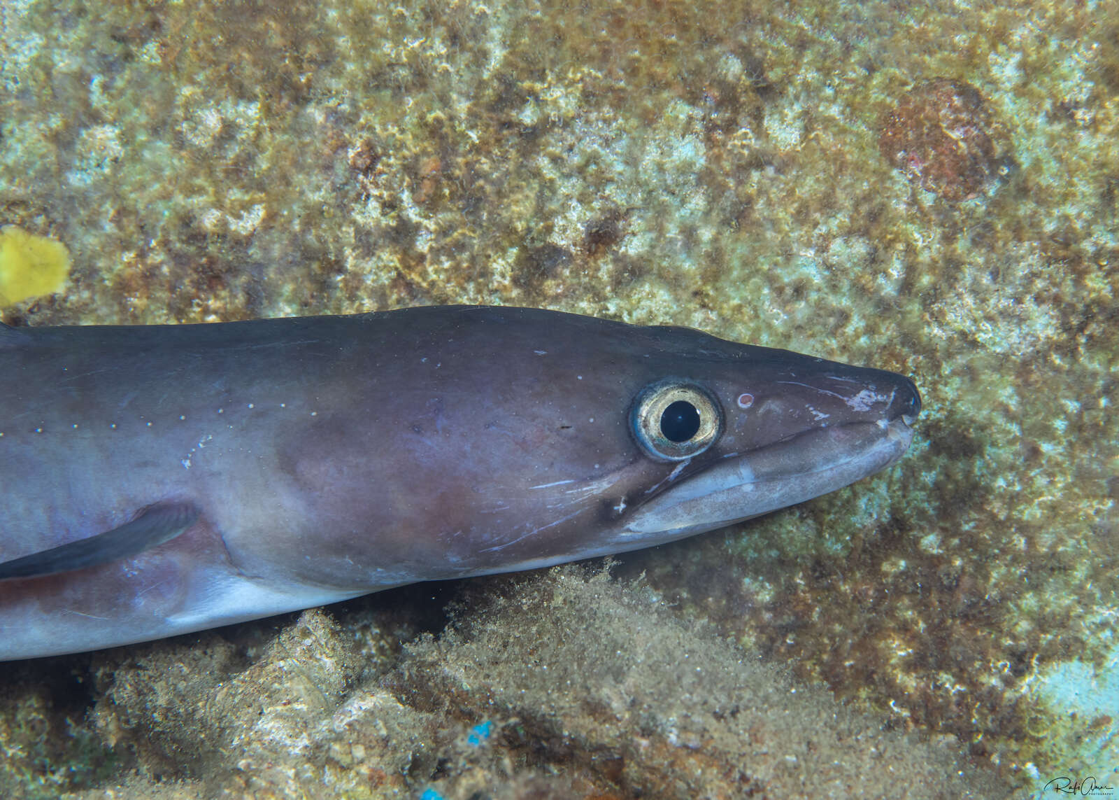 Image of Ash-colored conger eel