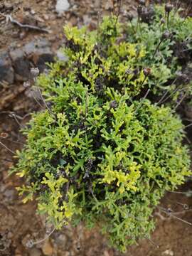 Image of Argyranthemum frutescens subsp. succulentum C. J. Humphries