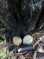 Image of Egg-cone Pine