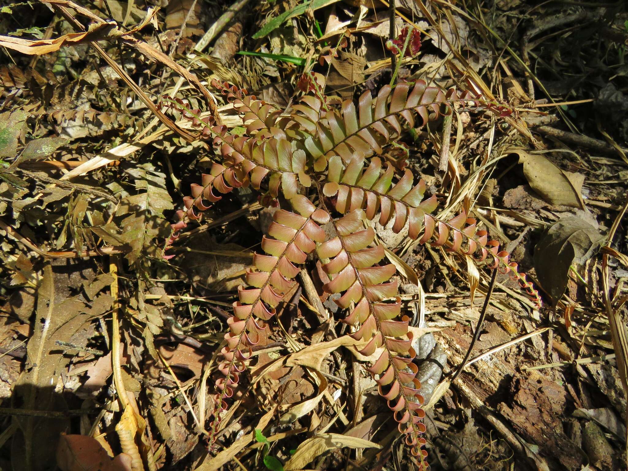 Image of Adiantum tomentosum Kl.