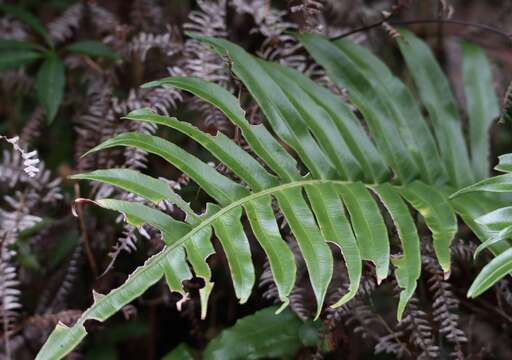 Image of Lomariocycas magellanica (Desv.) Gasper & A. R. Sm.