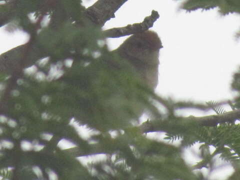 Image of Cisticola juncidis terrestris (Smith & A 1842)