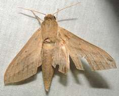 Image of Pale Brown Hawkmoth