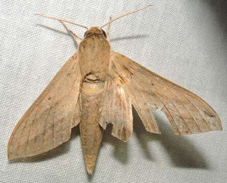 Image of Pale Brown Hawkmoth