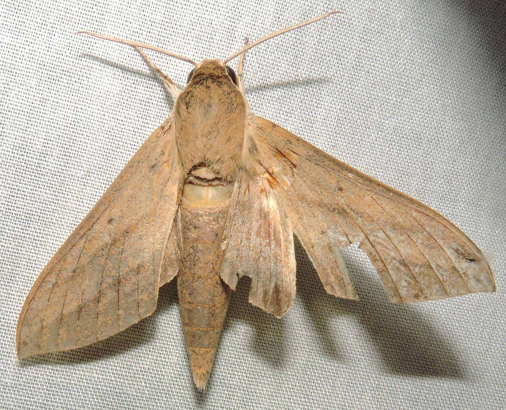 Image of Pale Brown Hawkmoth