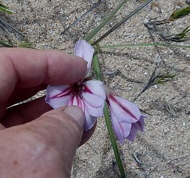 Plancia ëd Gladiolus gueinzii Kunze