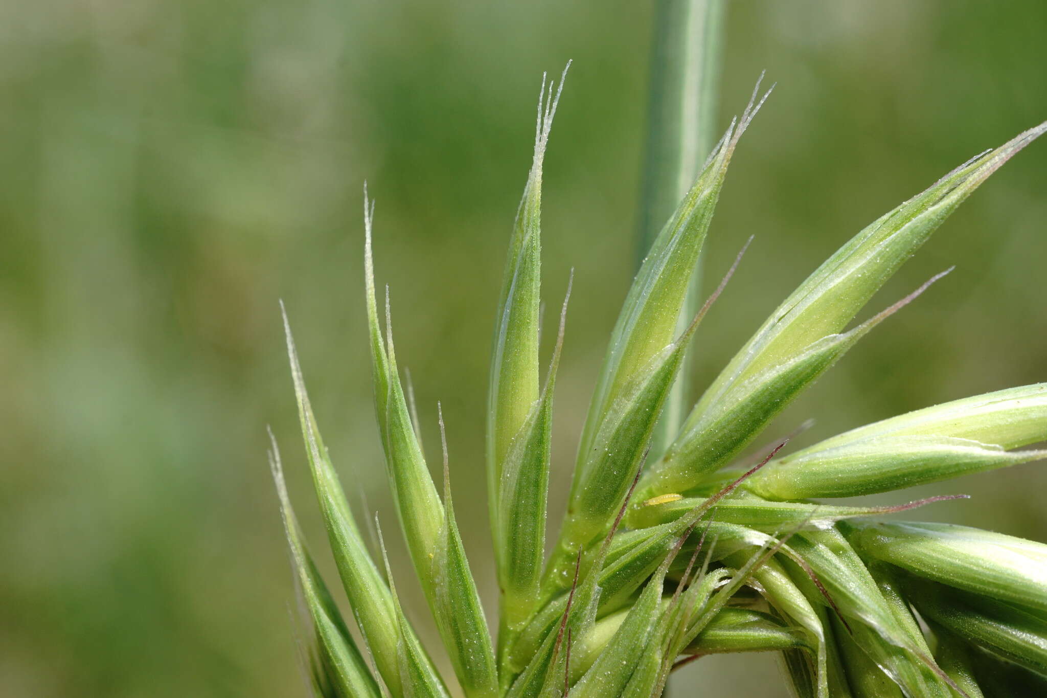 Слика од Agropyron cimmericum Nevski