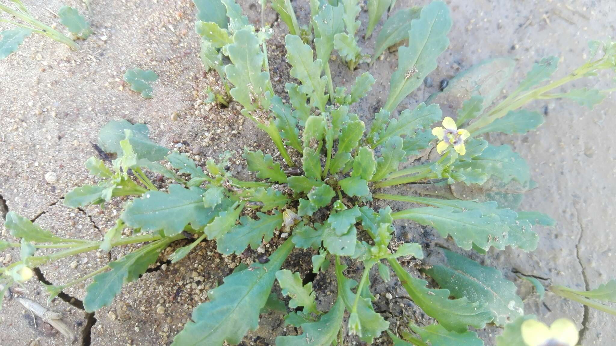 Diascia cuneata E. Mey. ex Benth. resmi