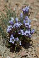 صورة Gentianella turkestanorum (Gandoger) Holub