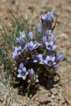 Image of Gentianella turkestanorum (Gandoger) Holub