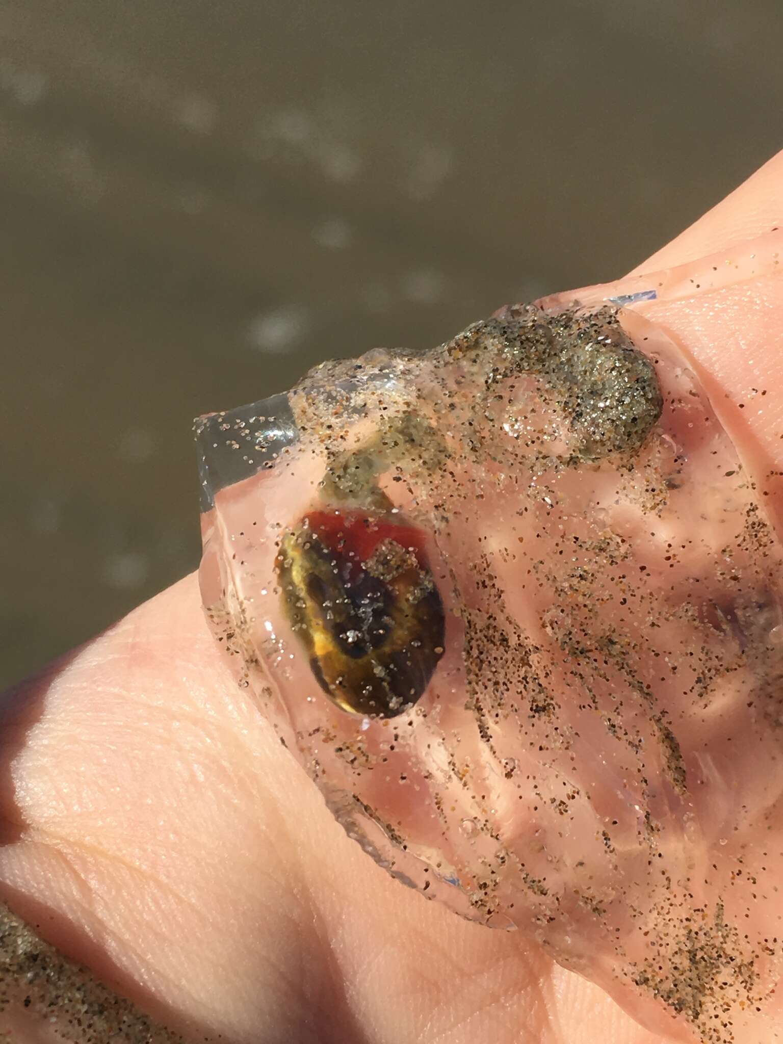 Image of common salp