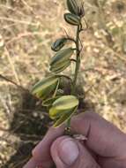 Image de Albuca fragrans Jacq.