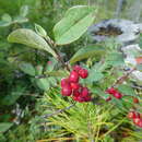 Image of Cotoneaster antoninae Juz.