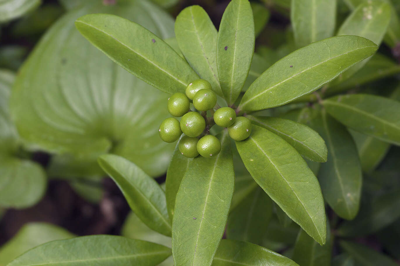 Image of Skimmia japonica f. repens (Nakai) Hara