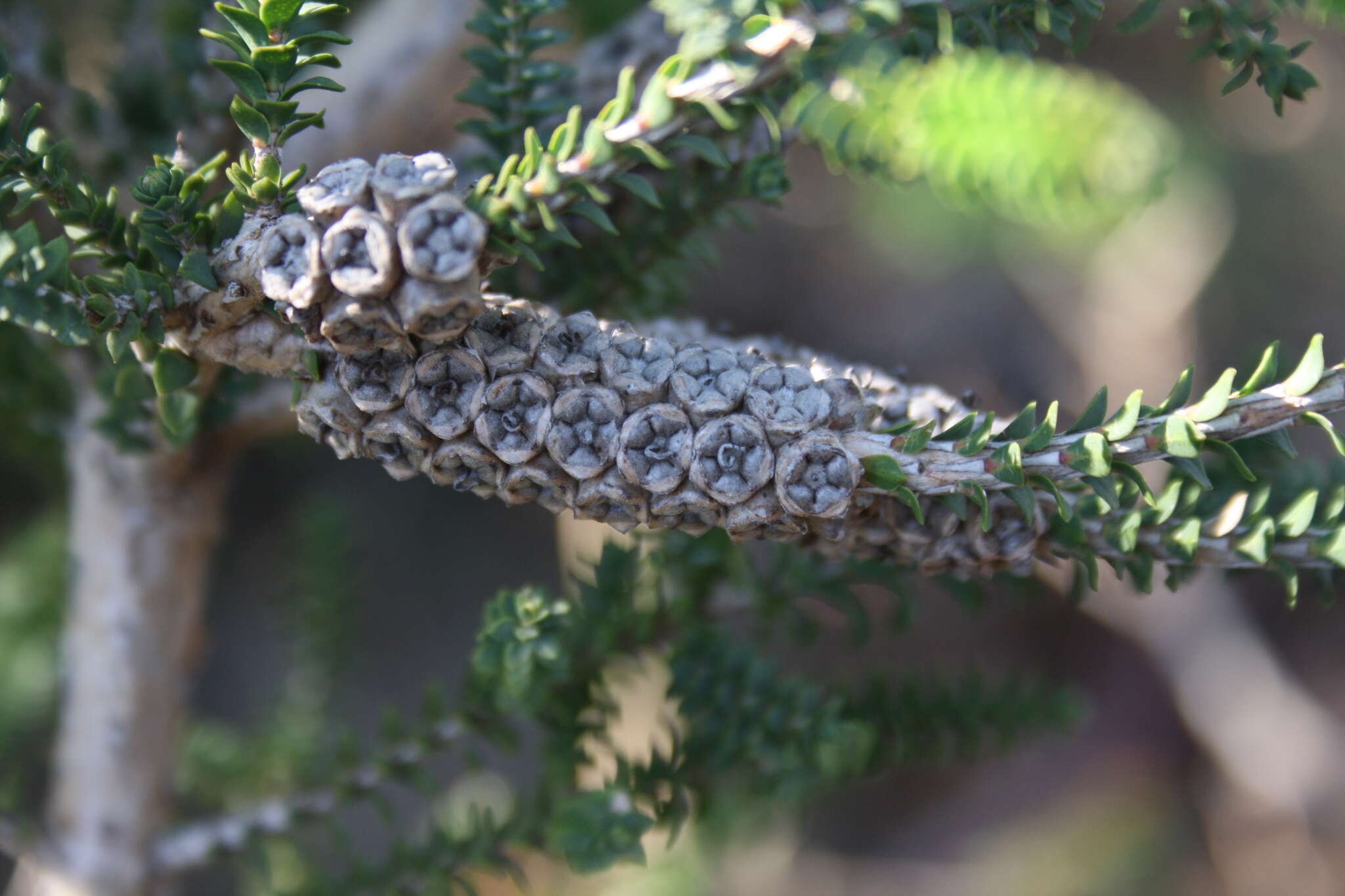 Imagem de Melaleuca densa R. Br.