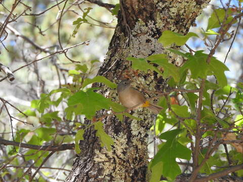 Image of Colima Warbler