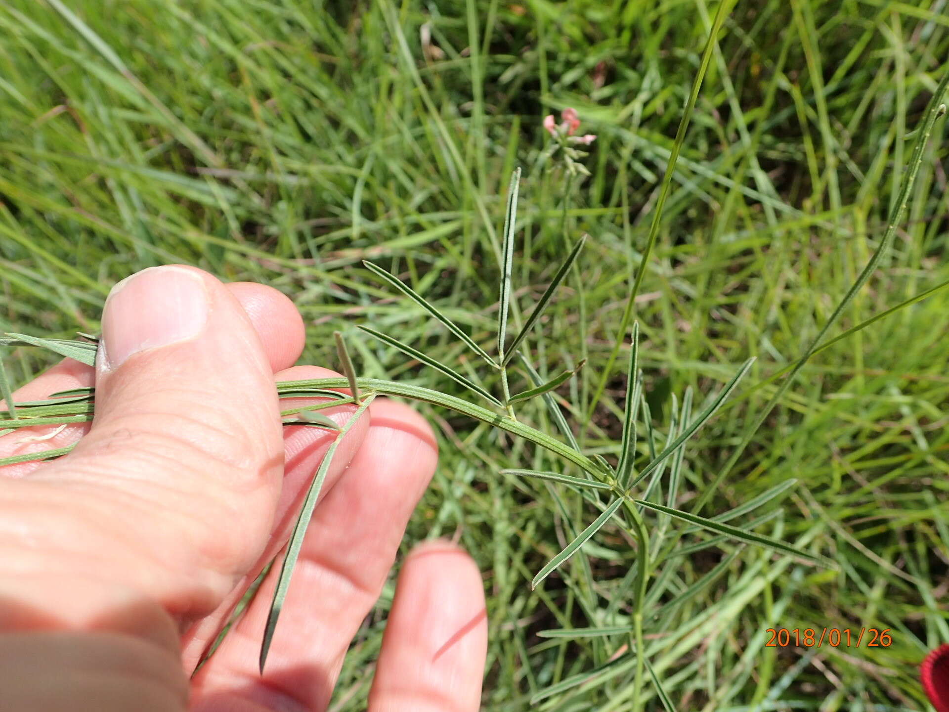 Image of Indigastrum fastigiatum (E. Mey.) Schrire