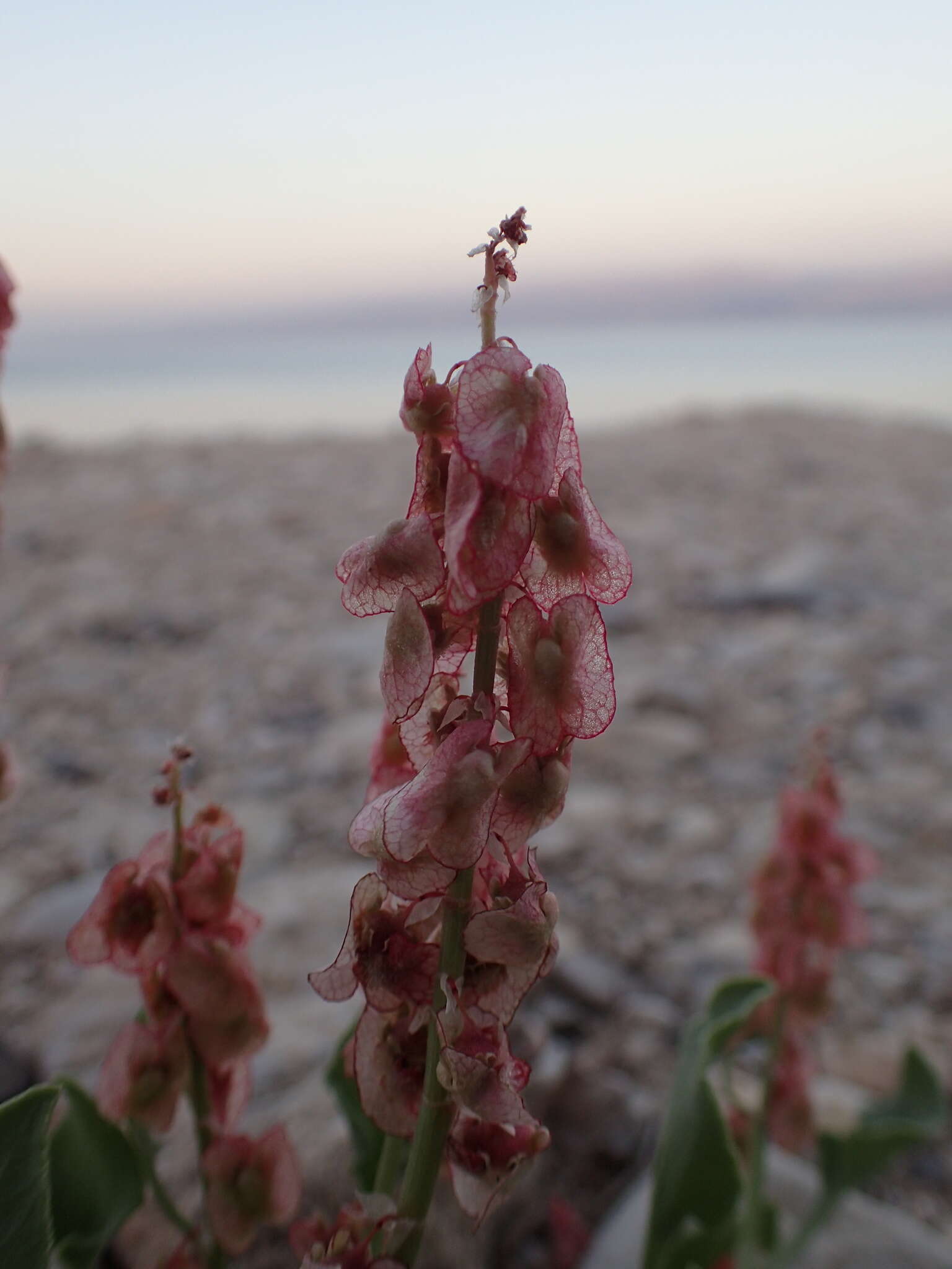 Rumex cyprius Murb. resmi