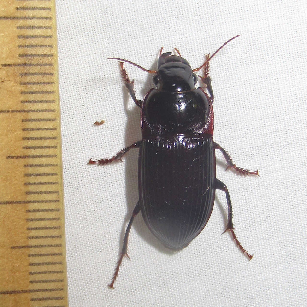 Image de Harpalus (Pseudoophonus) katiae F. Battoni 1985