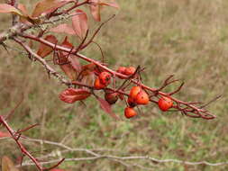 Image de Pyracantha fortuneana (Maxim.) H. L. Li