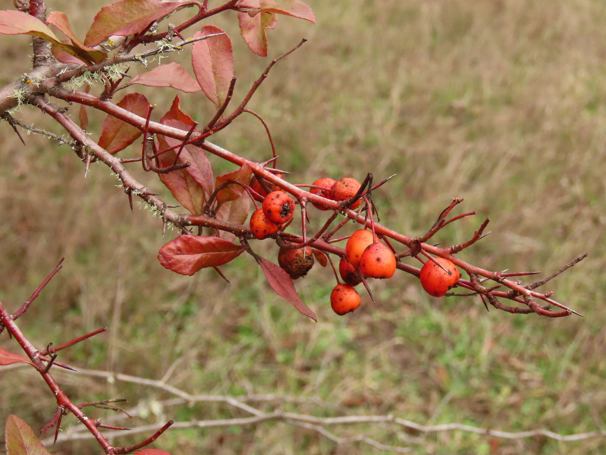 Image de Pyracantha fortuneana (Maxim.) H. L. Li