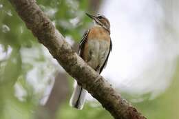 Image of Miombo Scrub Robin