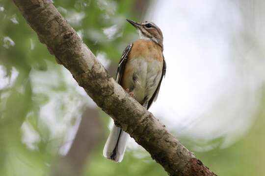 Image of Miombo Scrub Robin