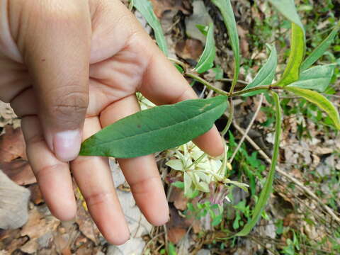 Image of Engelmann's milkweed