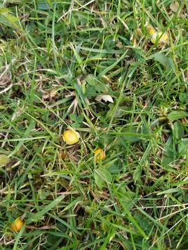 Image de Hygrocybe glutinipes (J. E. Lange) R. Haller Aar. 1956