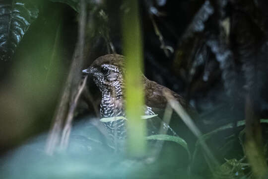 Image of Barred Antthrush