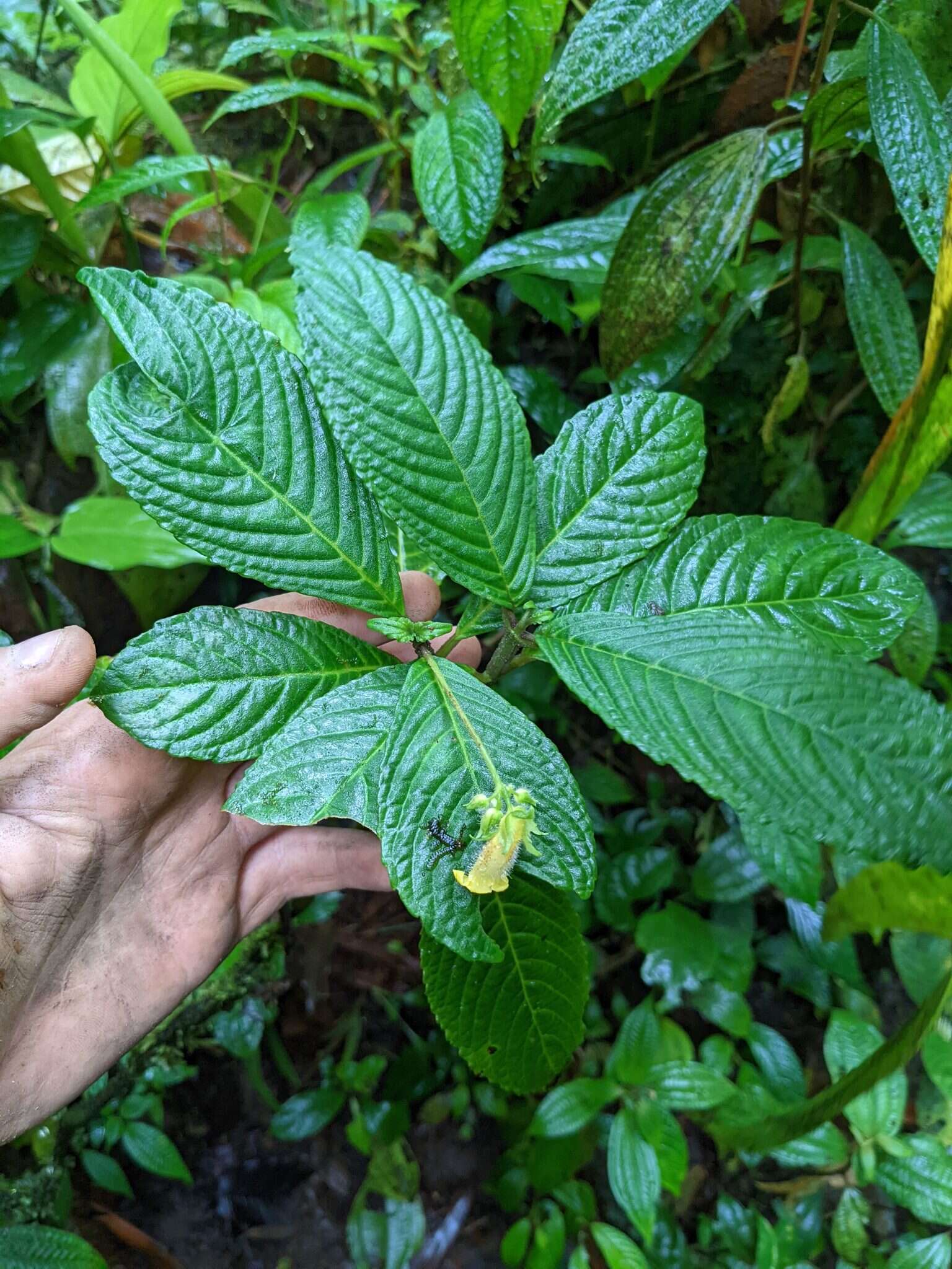 Image of Gasteranthus wendlandianus (Hanst.) Wiehler