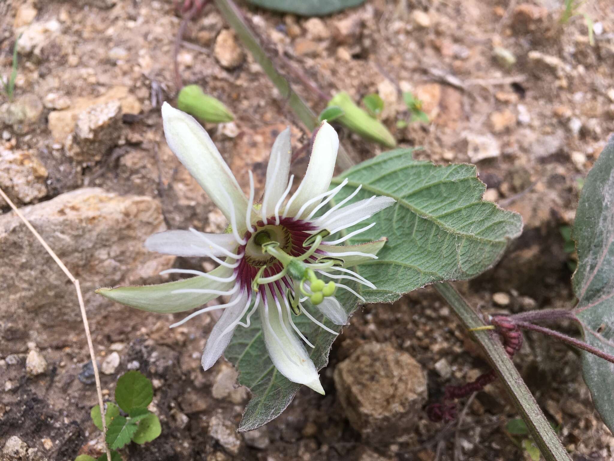 Image of Passiflora cisnana Harms