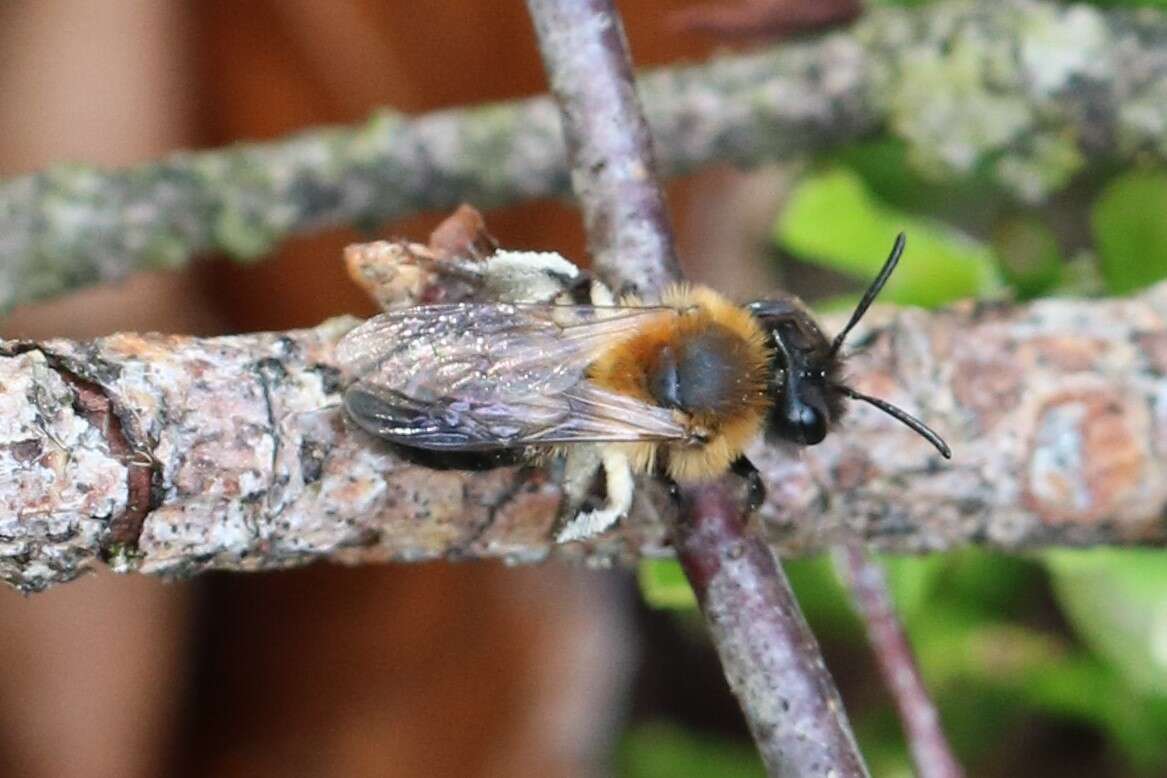 Image of Andrena lapponica Zetterstedt 1838