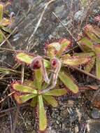 Imagem de <i>Drosera ericgreenii</i> A. Fleischm., R. P. Gibson & Rivadavia