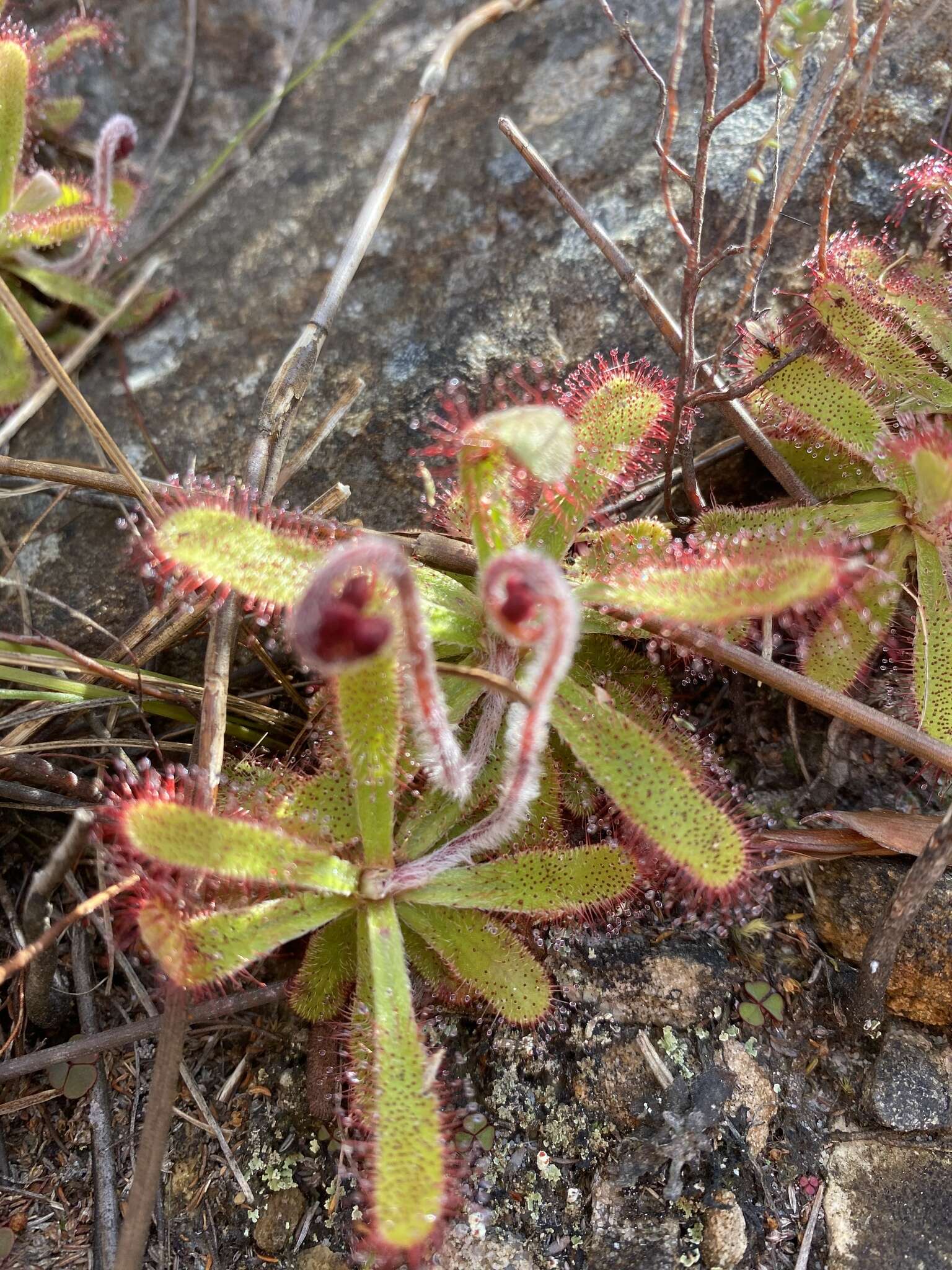 Image of <i>Drosera ericgreenii</i> A. Fleischm., R. P. Gibson & Rivadavia