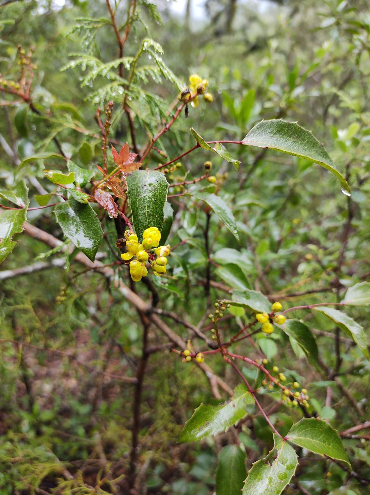 Image of Berberidaceae