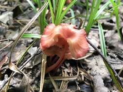 Image of Entoloma roseum (Longyear) Hesler 1967