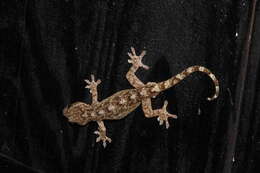 Image of Hokou Gecko