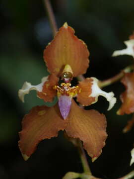 Plancia ëd Cyrtochilum ventilabrum (Rchb. fil. & Warsz.) Kraenzl.