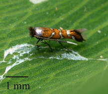 Image of Leaf miner moth